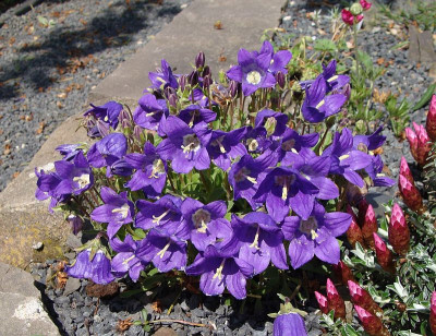 Campanula saxifraga19.jpg
