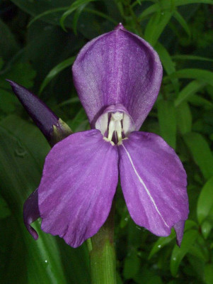 Roscoea_humeana_07.jpg