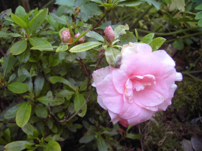 PICT2654.JPG