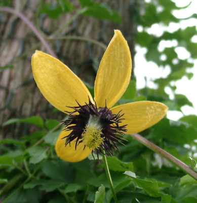 09280003_eClematis_Golden_Tiara.JPG