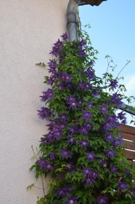 DSC_8789.JPG