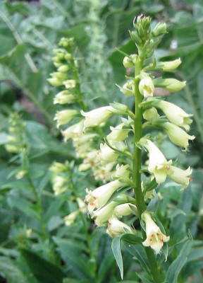 Digitalis_viridiflora_20070529_01.jpg