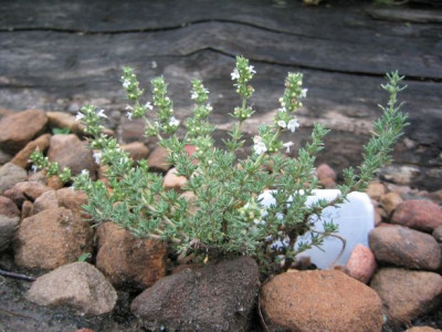Thymus_baeticus_20070529.jpg