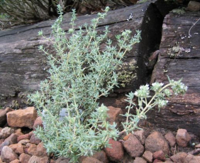 Thymus_zygis_20070529.jpg