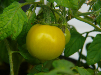 pendulina517.jpg