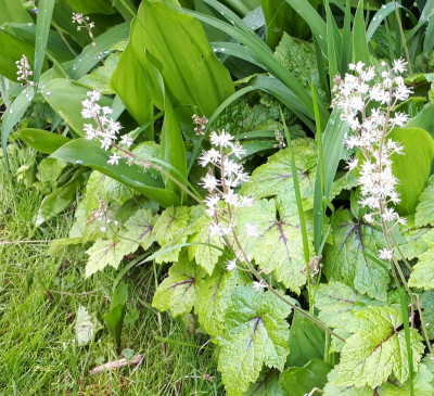Tiarella 052019.jpg