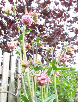 Schoene Roeckchen 052019.jpg