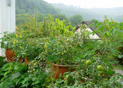 himbeerrose_gartenperle_und_johannisbeertomate_520.jpg
