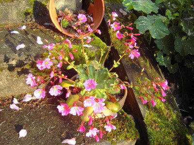 PICT2667.JPG