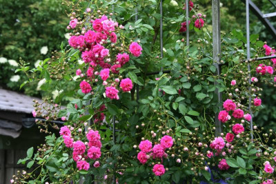 Rose Super Dorothy0317.JPG