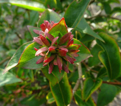 Abelia mosanensis zaadstanden 1.jpg