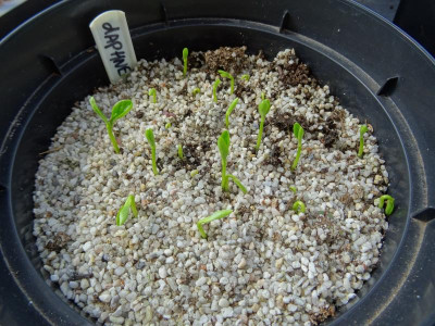 Daphne tangutica Mai 2019.JPG