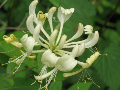 IMG_1852a.jpg_Lonicera.jpg