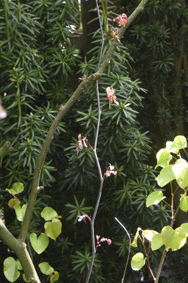 Cercis.JPG