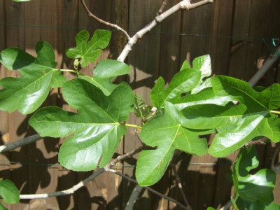 DSCF5710S.JPG