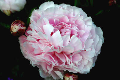 St_P_weissrosa.jpg