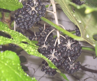 Fatsia9.jpg