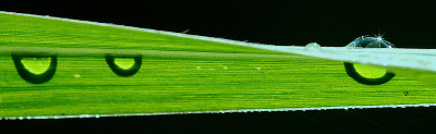 Miscanthus-Schattentropfen-.jpg