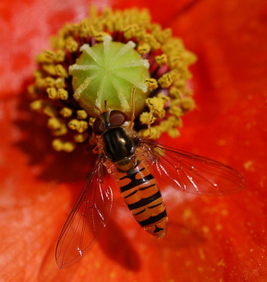 Im-Mohn-300706.jpg