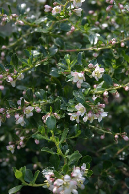 IMG_2771_eEscallonia.JPG