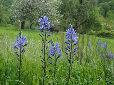 Camassia leichtlinii 'Caerulea' in der Wiese P5050016.JPG
