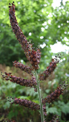 IMG_1676_eVeratrum_nigrum.JPG