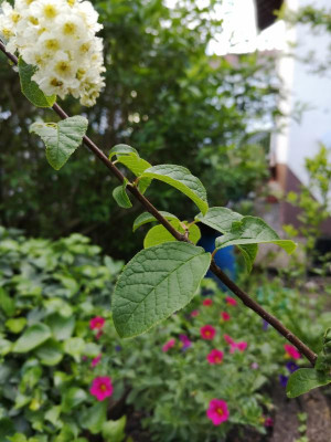 IMG_20190512_182829.jpg