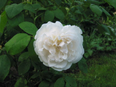 Weisse_Rose_unbekannt.jpg