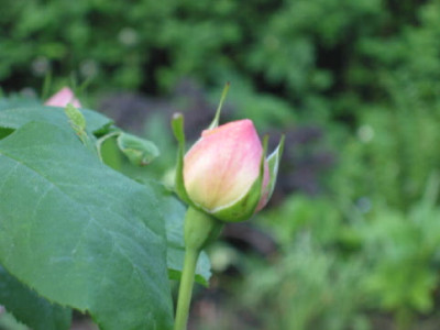 Unbekannte_Rose_Knospe.jpg