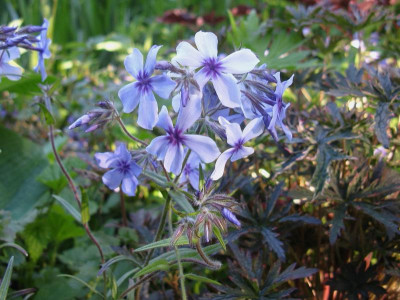 Moody Blues 3.JPG