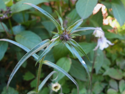 P pilosa slg.JPG