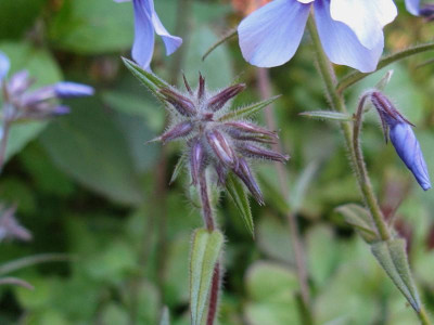 Moody blues 1.JPG