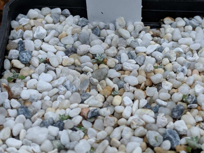 seedlings Raoulia hectori 03.05.19.jpg