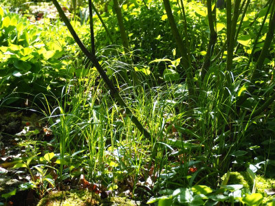 Gras an Cornus P5120010.JPG