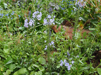 Veronica Maihimmel P5110017.JPG