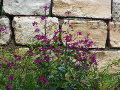 Lunaria annua 'Chedglow' P5110013.JPG