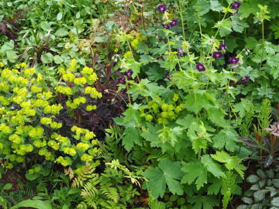 Euphorbia Osmunda Geranium Raven P5110010.JPG