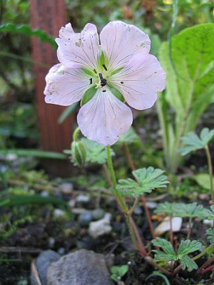 Geranium_farreri_fars_2007.jpg
