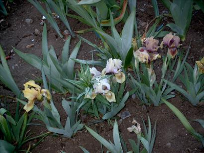 IrisSDB2007_043.jpg
