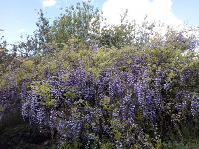 Violacea plena2.jpg