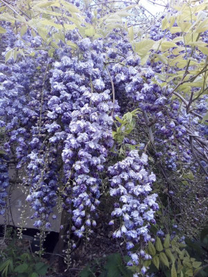 Violacea plena.jpg