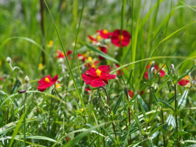 Helianthemum Red Orient P5130005.JPG