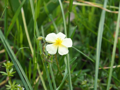 Helianthemum x sulphureum P5130008.JPG