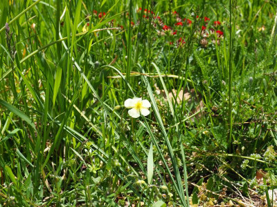 Helianthemum x sulphureum vor Anthyllis P5130009.JPG