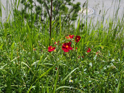 Helianthemum Red Orient vor Kiefer P5130004.JPG