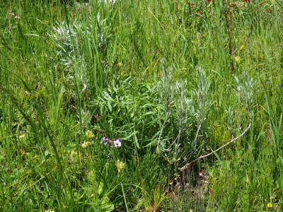 Serphidium canum P5130016.JPG