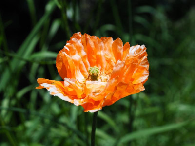 Papaver rupifragum Spanish poppy P5130010.JPG