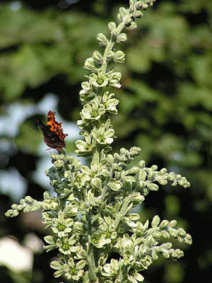 veratrum_album-.jpg