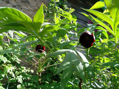 IMG_20190513_165425.jpg