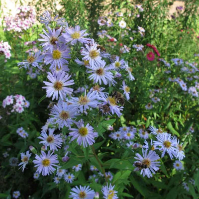 asterari.img.jpg